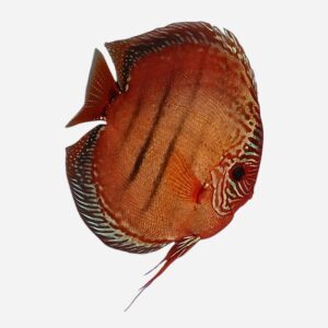 Alenquer