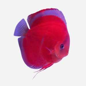 Ica Red