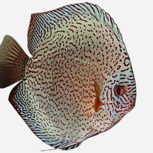 Super Panthera Leopard