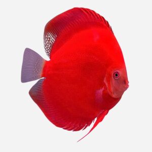 Red Diamond