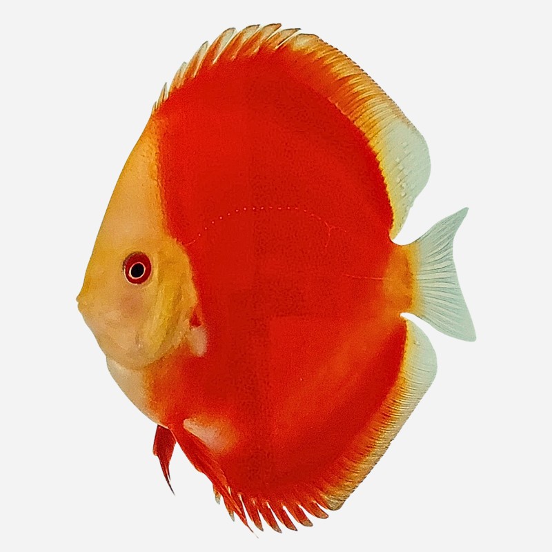 Red Melon