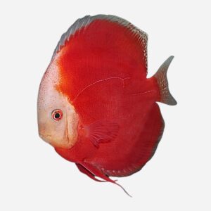 Red Valentine