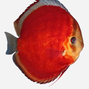Santarem Red
