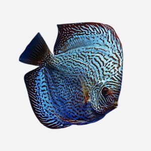 Snakeskin Blue