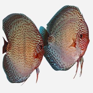 Show pair Blue Leopard (Heckel)