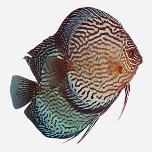 Starting discus pair Brilliant Turquoise