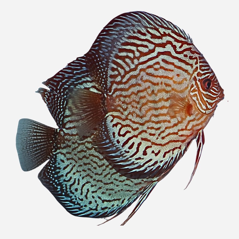 Starting discus pair Brilliant Turquoise
