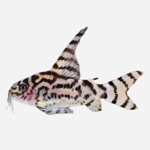Corydoras CW111 / Zebra High Fin corydoras