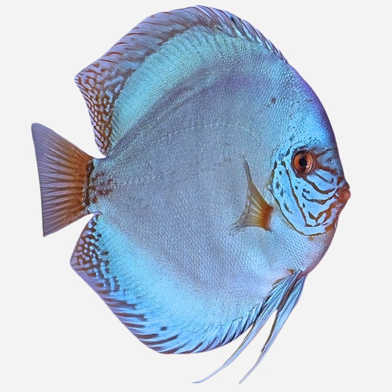 Discus van de maand Mei: Cobalt Blue 8-10 cm