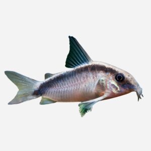Corydoras arcuatus