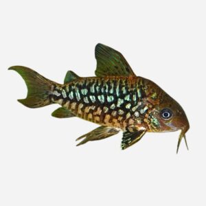 Corydoras pantanalensis