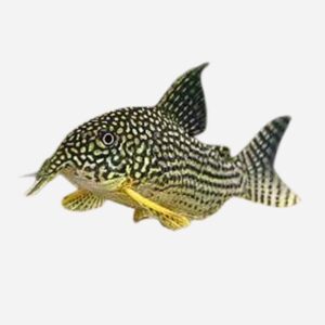 Corydoras sterbai