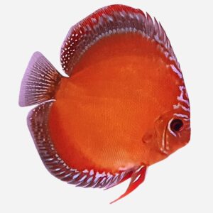Monthly special January: Curipera discus 5-7 cm