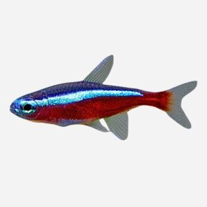 Cardinal Tetra