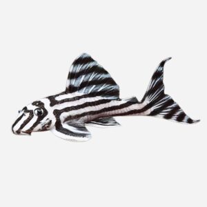L46 - Hypancistrus zebra