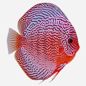 Monthly special February: Leopard discus 8-10 cm