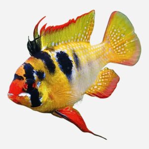 Matching fish