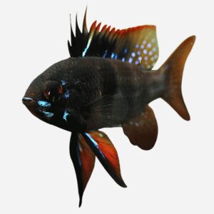 Ramirezi Black Devil