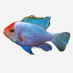 Ramirezi Electric Blue Red Head