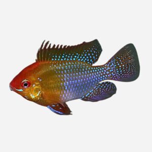 Ramirezi Gold