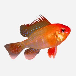 Ramirezi Red