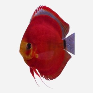 Discus van de maand Oktober: Red Cover 5-7 cm