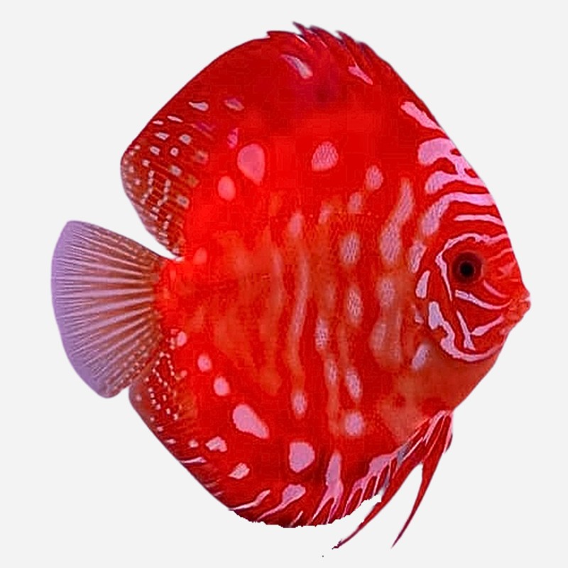 Discus van de maand Augustus: Red Map 8-10 cm