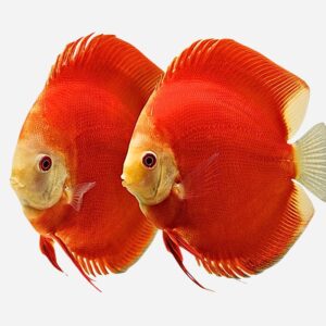 Discus pairs