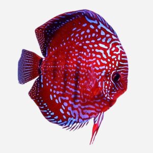 Discus fish