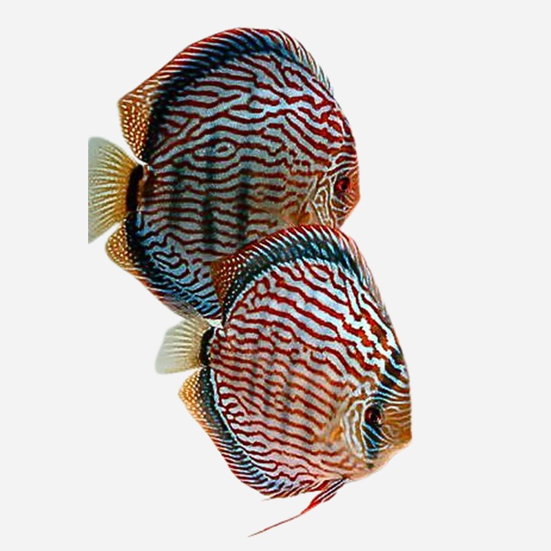 Discus van de maand September: Red Turquoise 7-8 cm