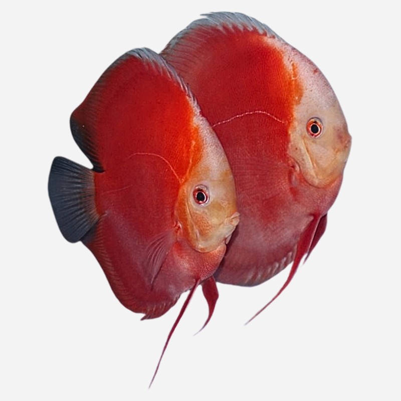 Proven breeding pair Red Valentine