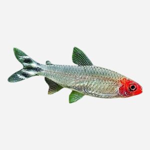 Rummy-nose Tetra