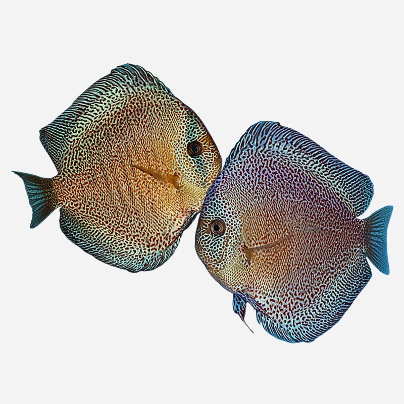 Show pair Super Panthera Eruption