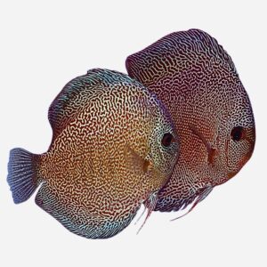 Proven breeding pair Super Panthera Eruption