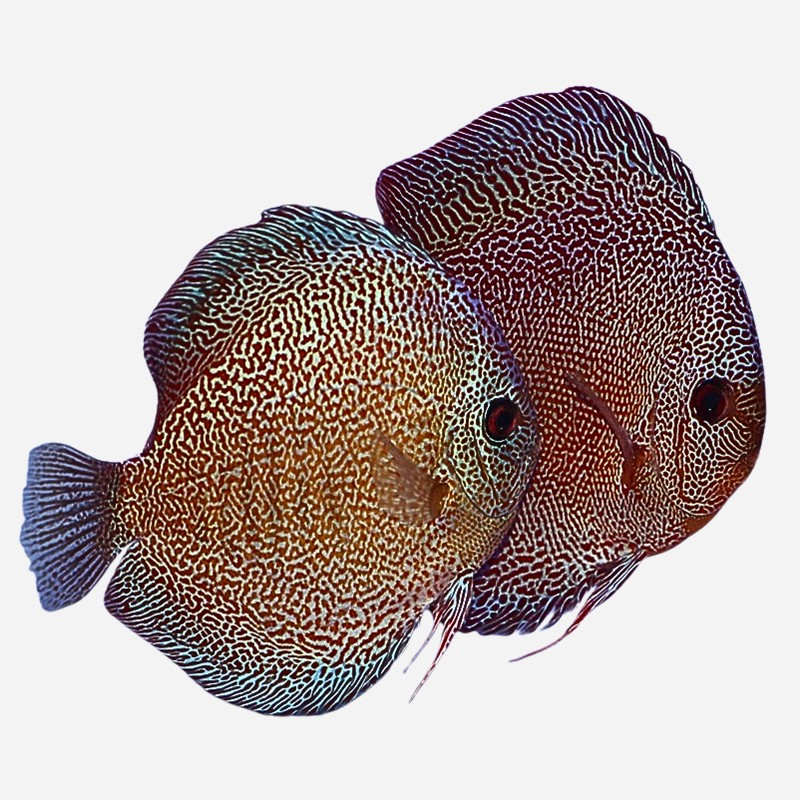Proven breeding pair Super Panthera Eruption