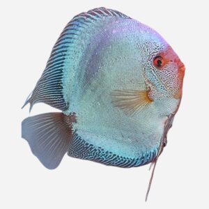Monthly special October: Blue Diamond Snakeskin discus 7-8 cm