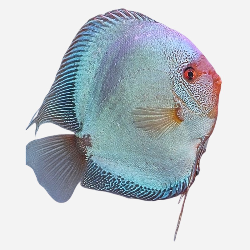 Monthly special October: Blue Diamond Snakeskin discus 7-8 cm