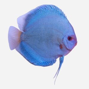 Discus van de maand November: Blue Diamond 7-8 cm
