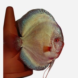 WEBSHOP OPENINGSAANBIEDING: Blue Diamond Snakeskin 7-8 cm