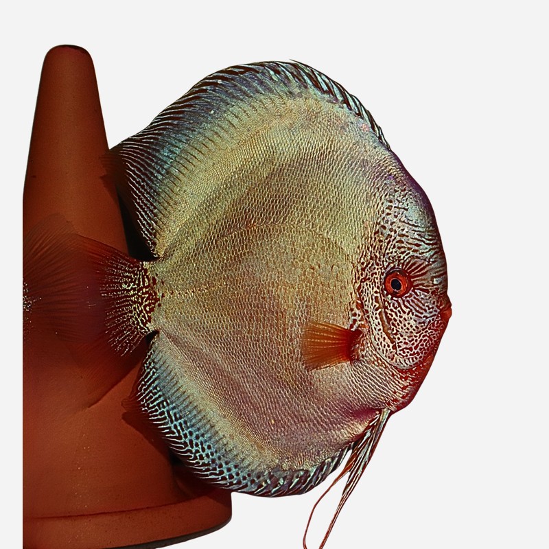 WEBSHOP OPENINGSAANBIEDING: Blue Diamond Snakeskin 7-8 cm