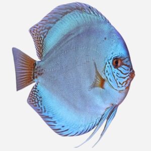 WEBSHOP OPENING OFFER: Cobalt Blue 8–10 cm
