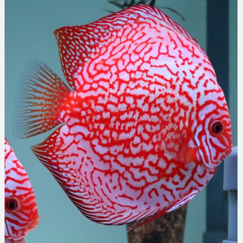 Pigeon Red Checkerboard A