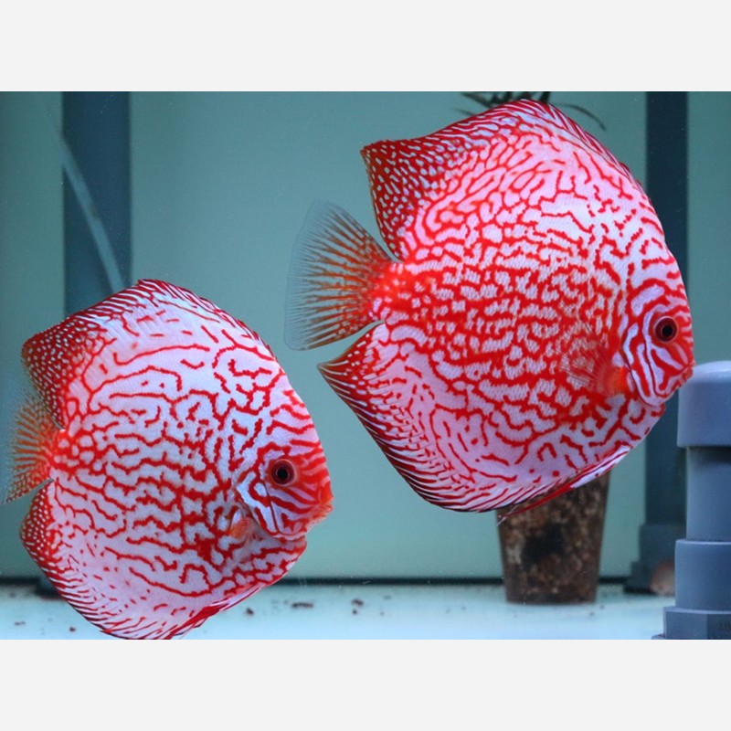 Pigeon Red Checkerboard B