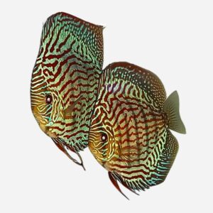 WEBSHOP OPENING OFFER: Red Turquoise 5–7 cm