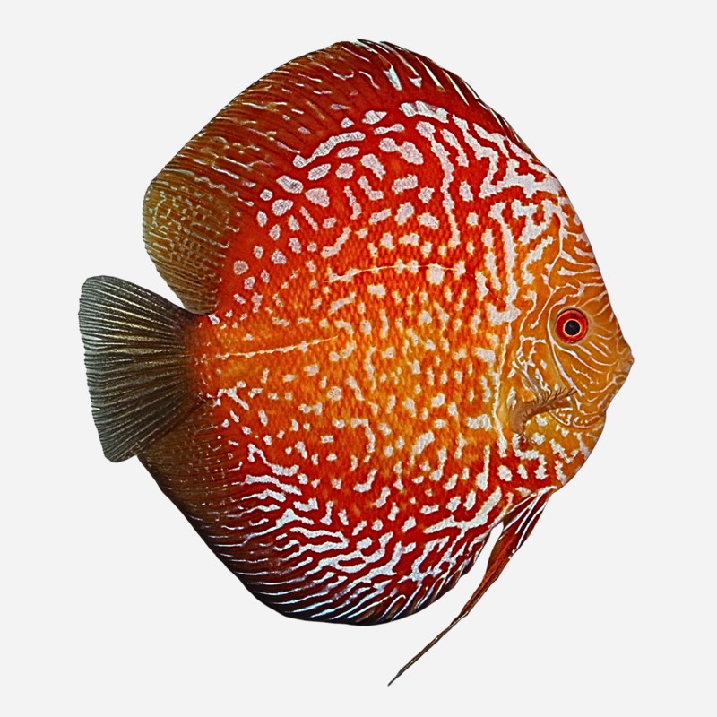 Pigeon Spider Snakeskin