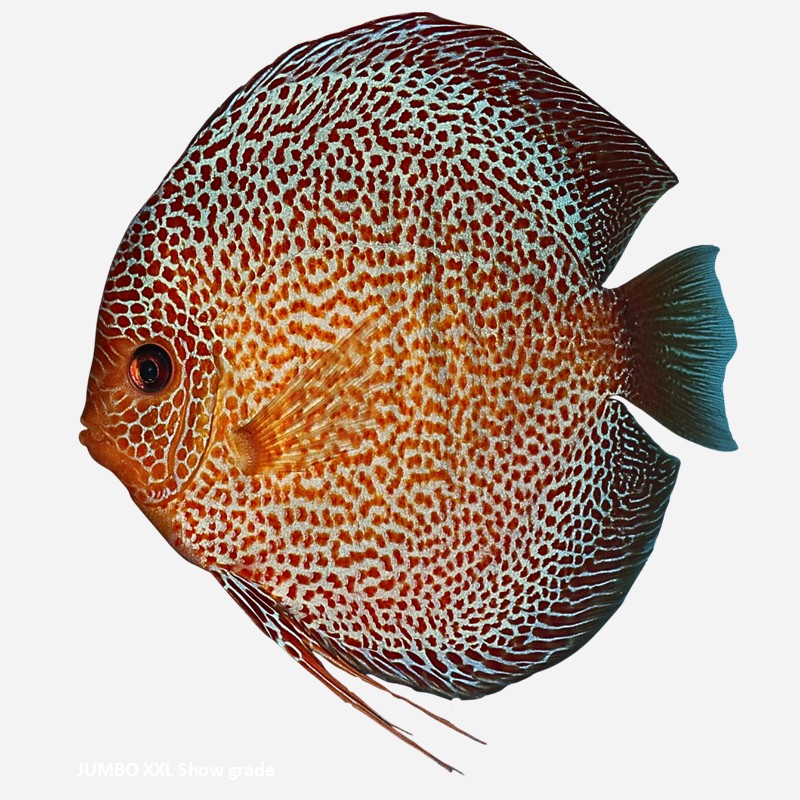 Snakeskin Red Spotted