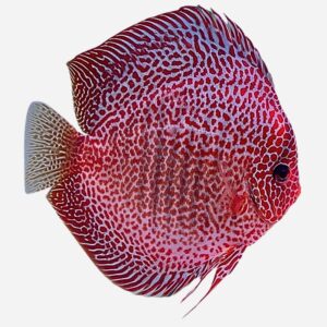 Snakeskin Red Spotted