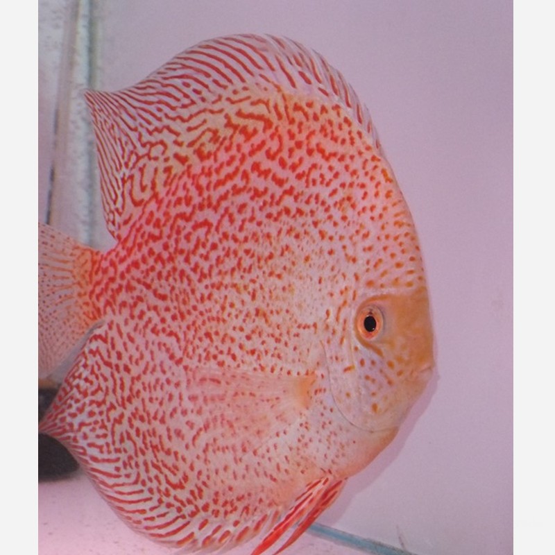 Snow Panthera Eruption 1