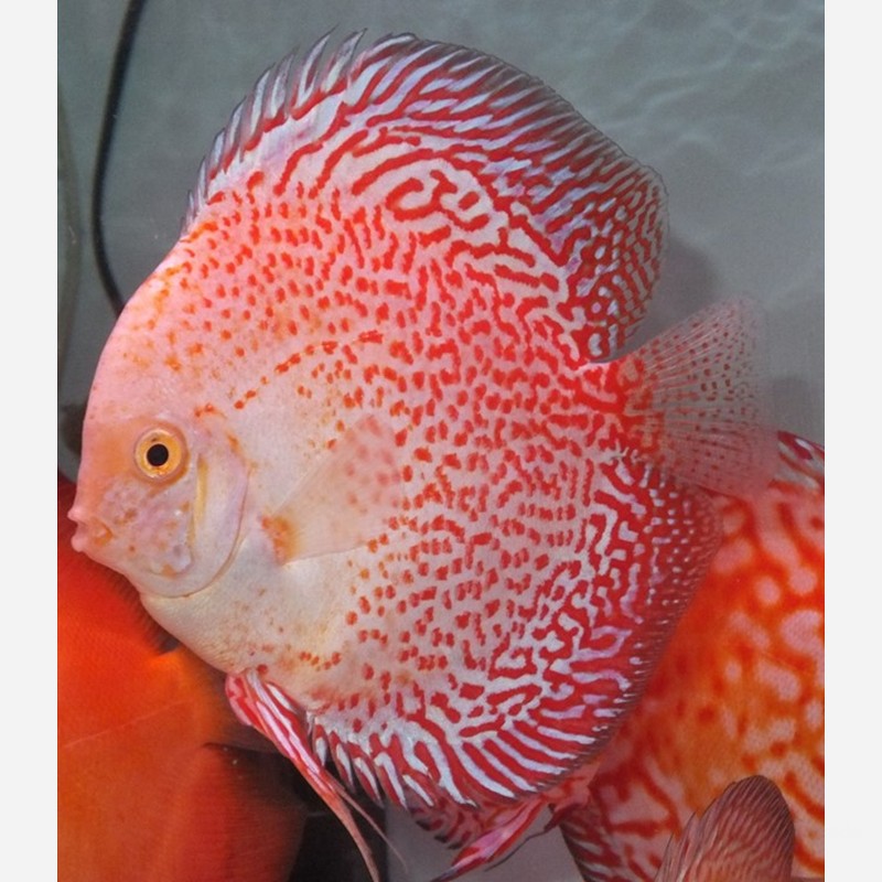 Snow Panthera Eruption 2