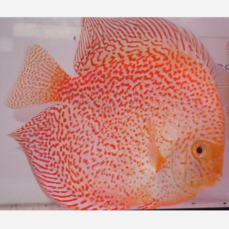 Snow Panthera Eruption 3